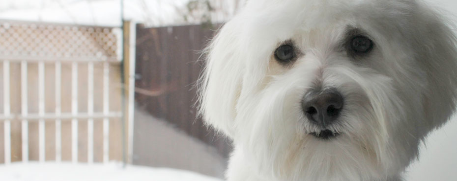 Spark, partenaire animalier en zoothérapie