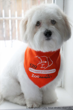 Copain avec son foulard CZQ de partenaire d'intervention en zoothérapie